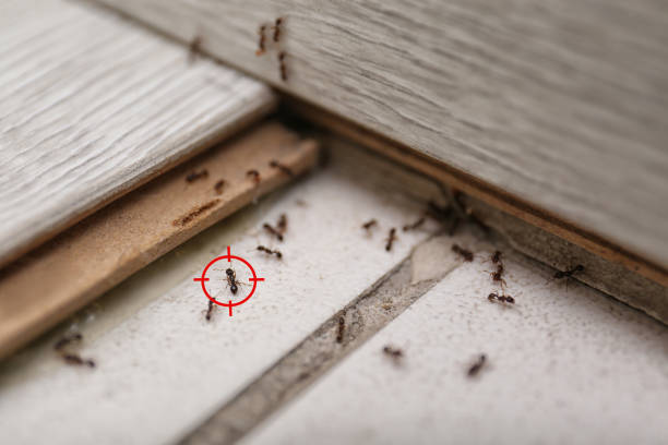 Best Ant Control Services  in Harbor Springs, MI